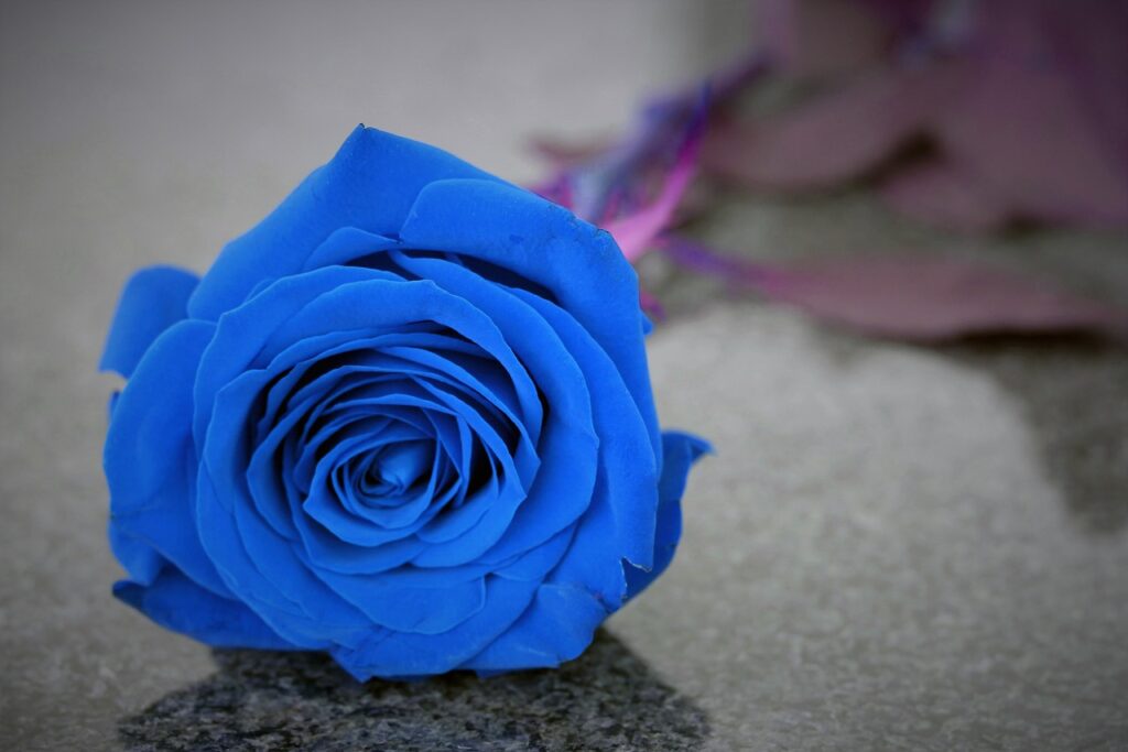 blue rose on grave, lost love, missing