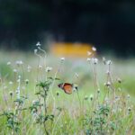 butterfly, flower, beautiful flowers, pollinate, pollination, insect, winged insect, butterfly wings, flower background, bloom, blossom, flora, fauna, grass, meadow, nature, butterfly, butterfly, butterfly, flower, flower, flower, flower wallpaper, nature, nature, nature, nature, nature
