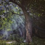 tree, forest, morning, mystic, supernatural, fairytale, green, untouched, brown, sun, sunshine, summer, calm, relaxed, beauty, god, creation, supernatural, supernatural, supernatural, nature, god, god, god, god, god, creation