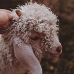 Adorable curly-haired lamb in Brisbane, Australia, exuding peace and rural charm.