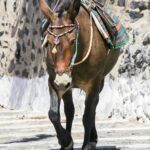 donkey, animal, walking, santorini, humble, humble, humble, humble, humble, humble