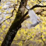 bird, dove, peace, animal, flying, freedom, wings, wildlife, nature, flight, dove, dove, dove, dove, dove, peace, peace, peace, peace