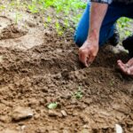 Close-up of a person planting seeds in soil, emphasizing gardening and cultivation.