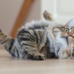 Close-up of a playful tabby cat rolling on the floor with a toy indoors.