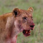 lion, predator, beast, nature, bloody, carnivore, lioness, wild cat, big cat, feline, cat portrait, masai mara, kenya