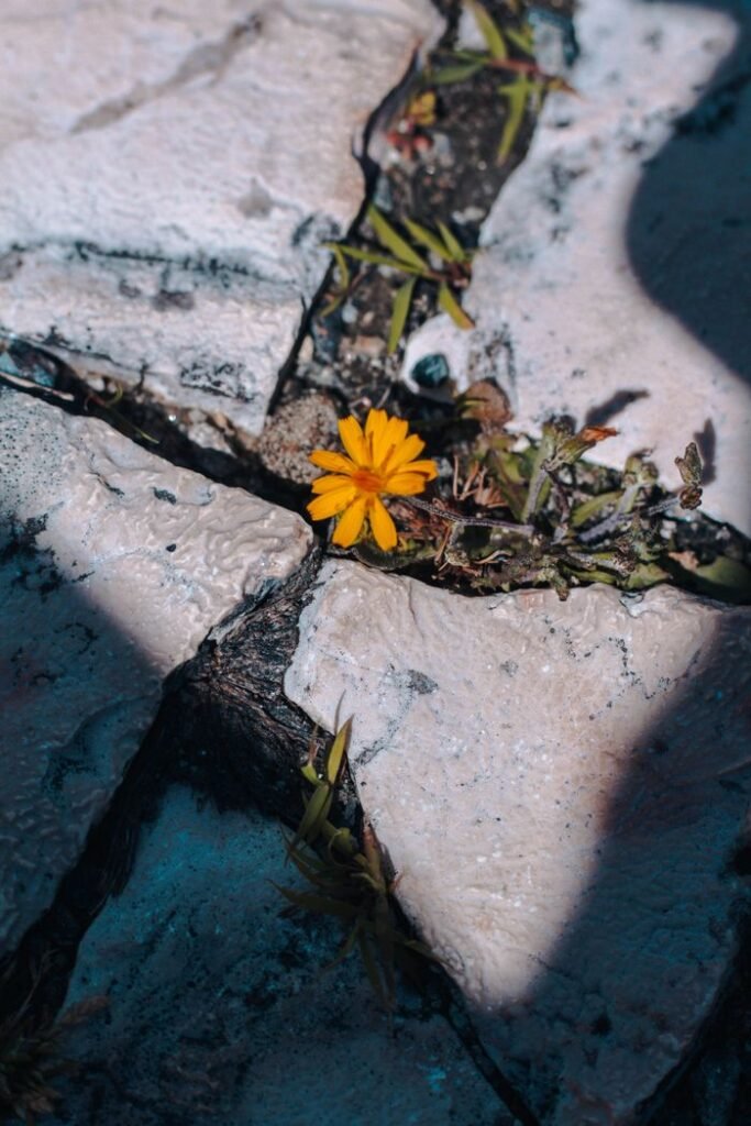 A single yellow flower blooms through a crack in the stone pavement, surrounded by shadows.